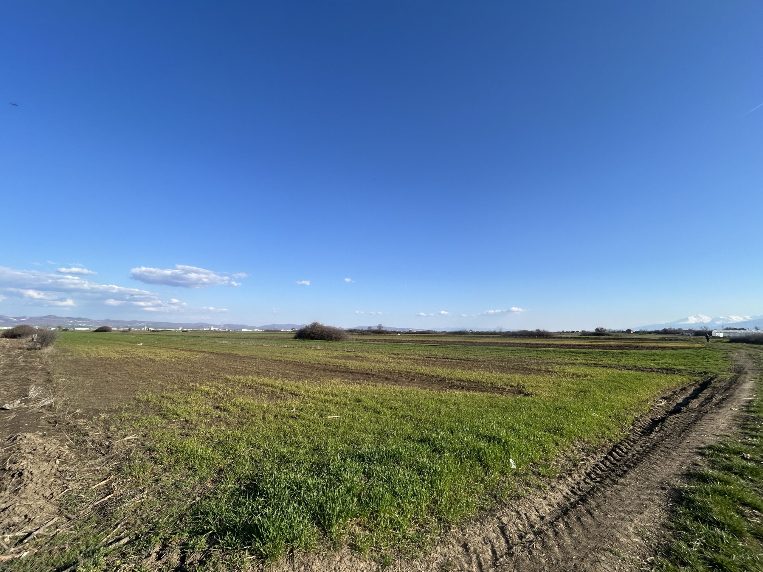 #54 Toke 447 ari #PerShitje ne Lepi - Image 3